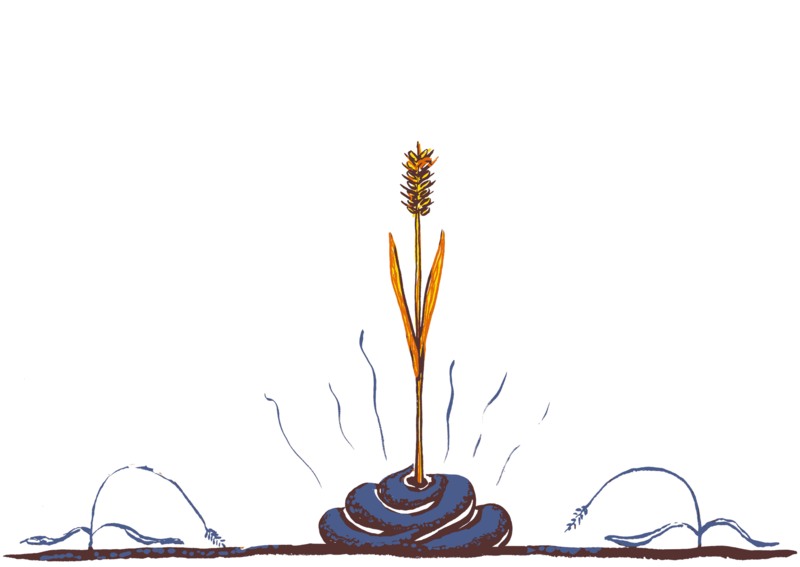 thriving plant springs from a lump of manure with dead plants outside it.