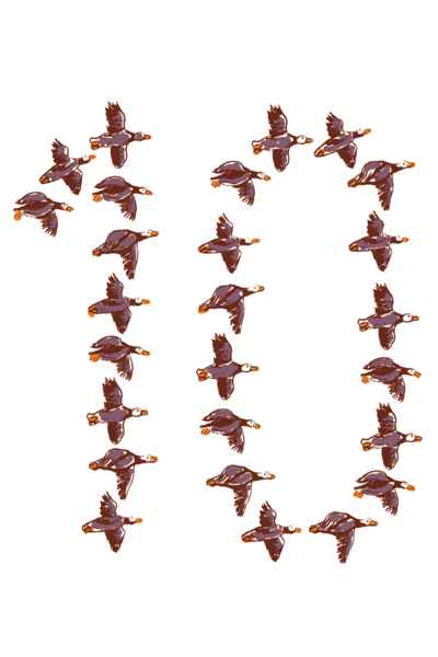 Migrant birds flying in the formation of number 10